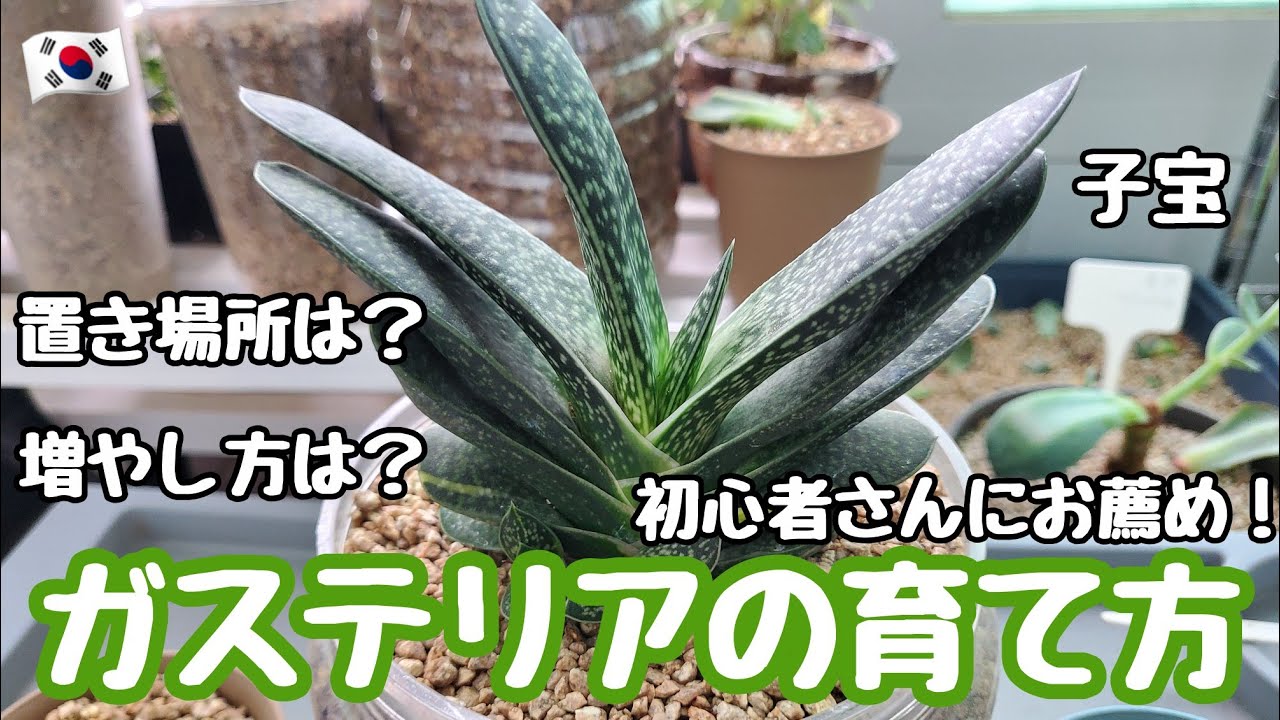 多肉植物】【初心者】ガステリア子宝の育て方！初心者様にお勧め