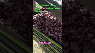 #microgreens can help improve your health 🌱🙏🏾