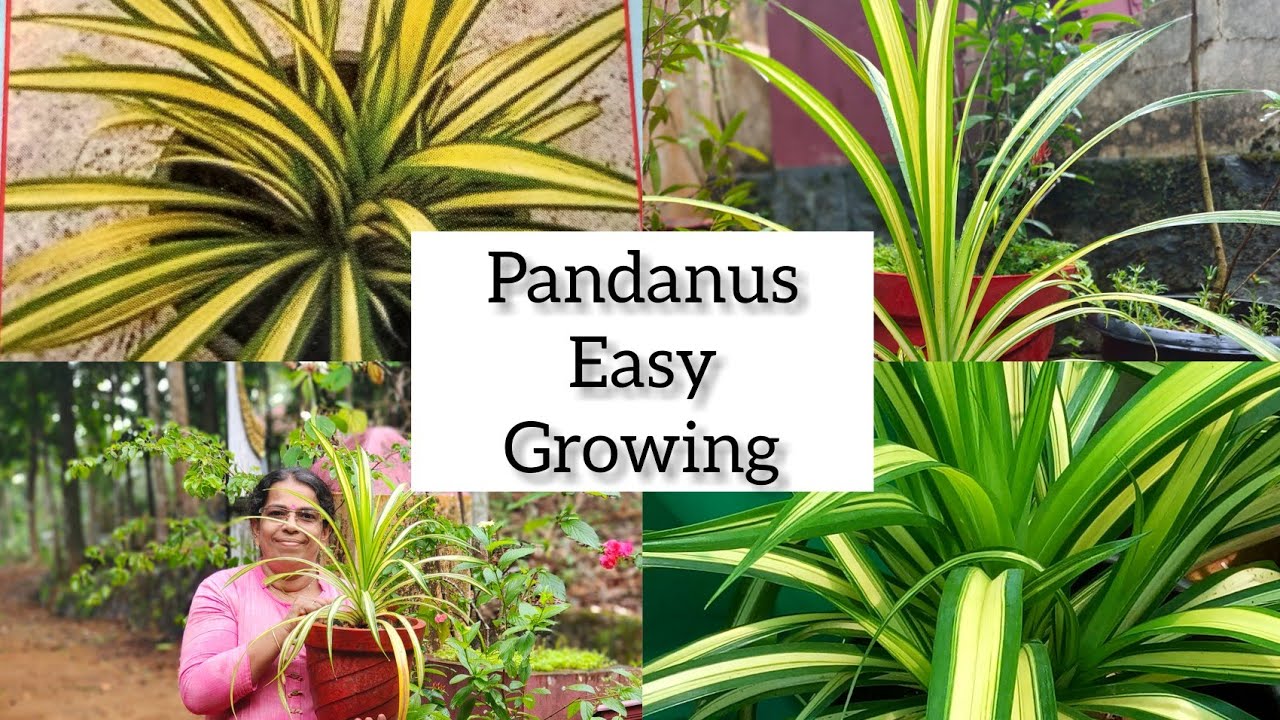 Pandanus Plant Propagation In Malayalam easy Growing Pandanus Plant pandanus-plant-propagation-in-malayalam-easy-growing-pandanus-plant