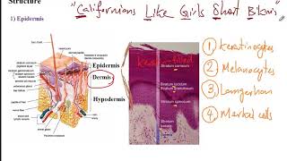 USMLE ACE Video 177: Basic Physiology of the Integumentary System