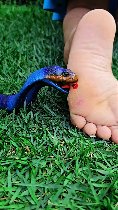 A COBRA PICOU O PÉ DE KIMBERLLY 😱🐍😭 #help #cuidado #mood #snake #attack #comedy #shortsfeed #shorts