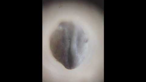 Axolotl Embryo Neurulation Time-Lapse