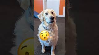 Daycare Dogs as Emoji's