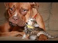 😺 Отцепись, ненормальный кот! 🐶 Смешное видео с собаками, кошками и котятами! 🐱