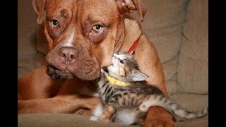 😺 Leave me alone, crazy cat! 🐶 Funny video with dogs, cats and kittens! 🐱