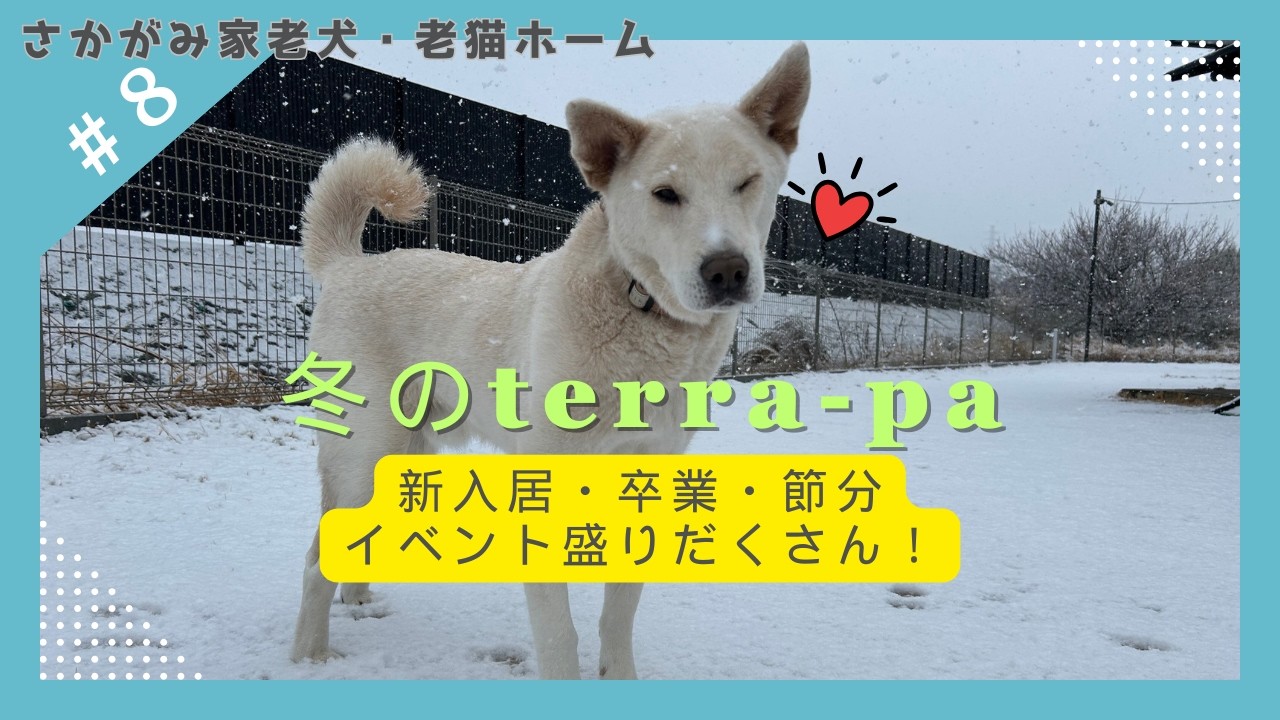 【老犬・老猫ホームテラパ】冬のterra-pa！新メンバーに卒業、冬もイベント盛りだくさん