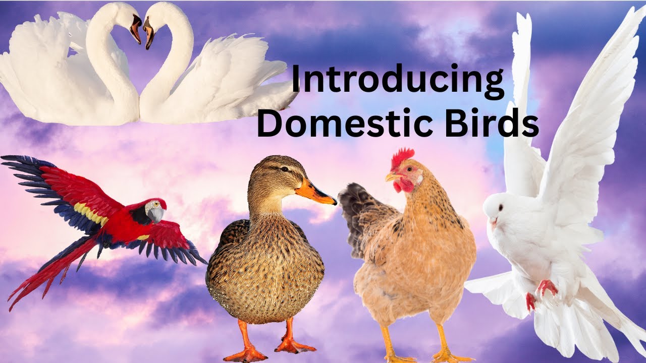 "🎉🐔🐓🐤Domestic Birds for Kids  | Learn with Birds!"
