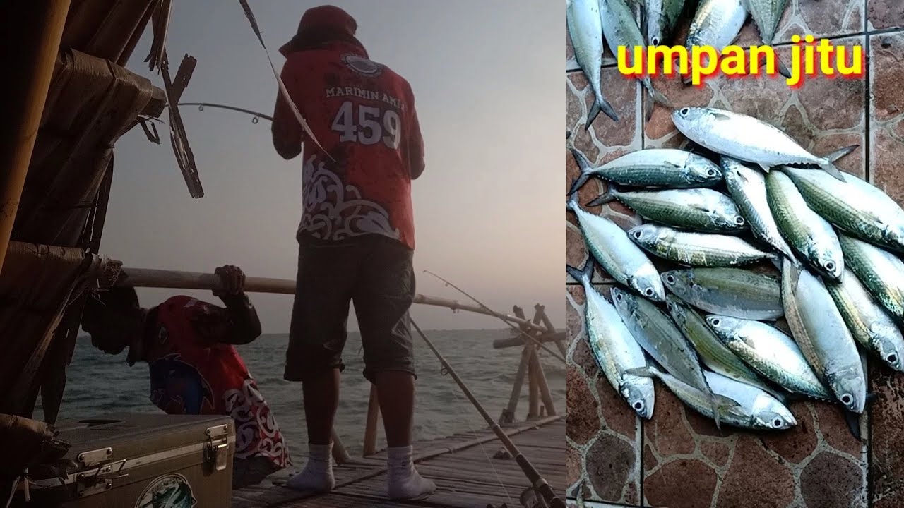 Mancing di bagan, dengan umpan kembung dapat nya ikan kuro besar