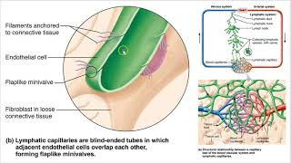 2402 Lecture Chapter 20 Lymphatics 1 PowerPoint Screencast
