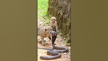 Cat Fights Cobra to Protect Little Monkey 😱🐍 | Hero Cat Moment #cat #snake #cobra #cats