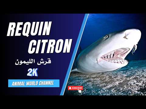 Le requin citron : un prédateur des eaux peu profondes
