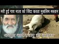 मरी हुई गों माता को जिंदा करता ऐक फकीर बाबा की करामत Abdul qadir bapu Kidana