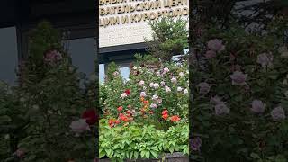 #walking #enjoyeverymoment #flowers #melodiesforsoul #goodmoodmusic