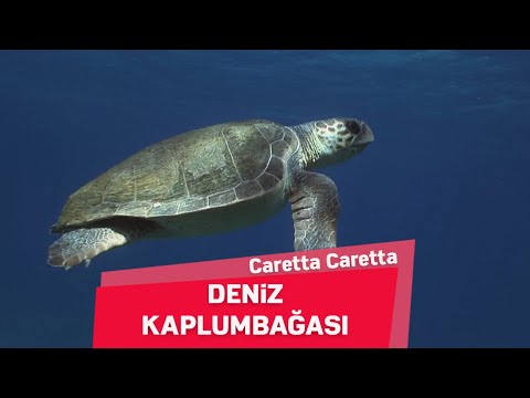Deniz Kaplumbağaları | Caretta Caretta