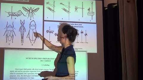 BITC / Data Capture - Workflows - small 3D specimens - 1