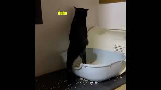 Cat takin a leak