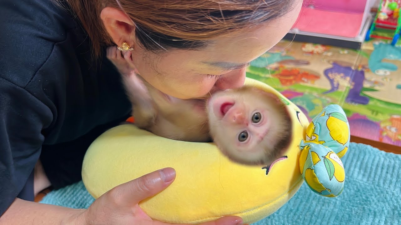 Little monkey Tina loves the pillow her mother gave her