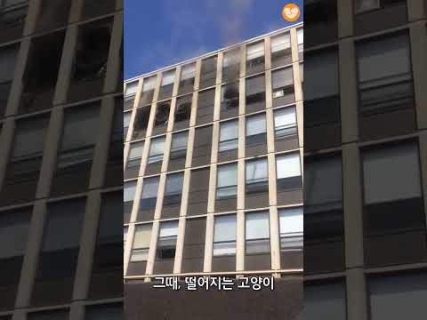 불난 건물 5층에서 탈출한 고양이 #shorts