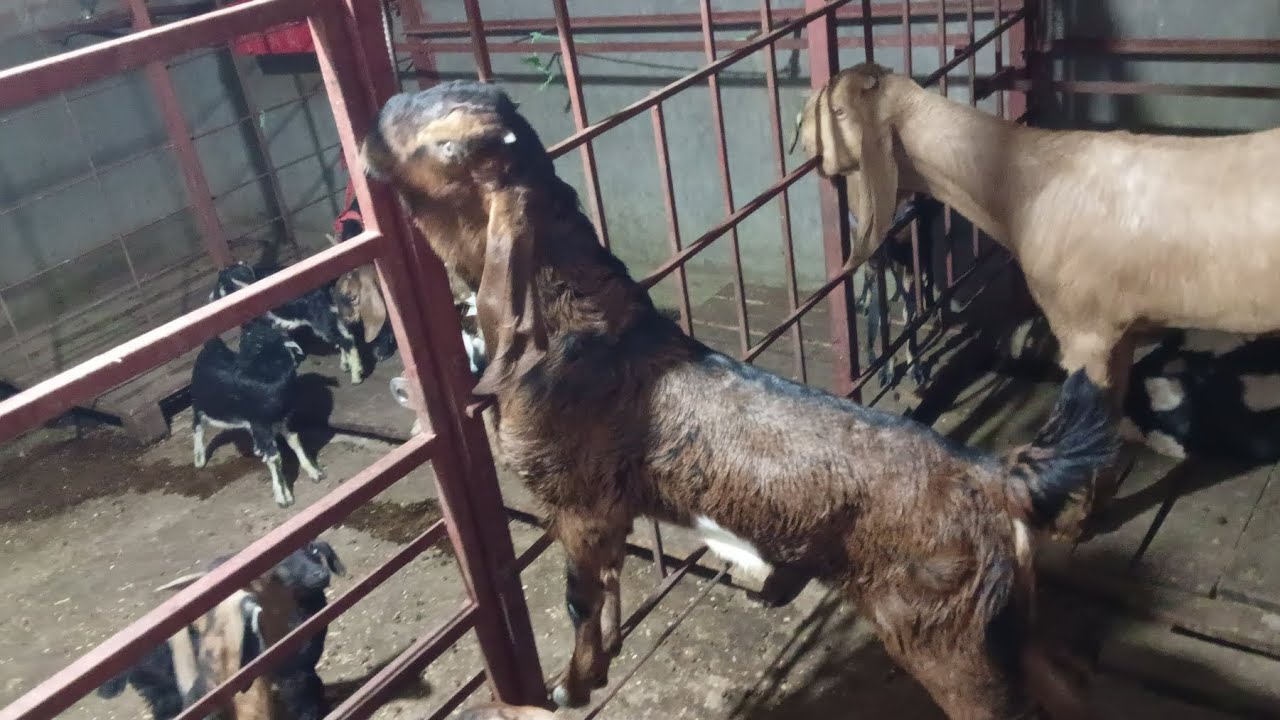 Inshallah future breeder  ramzan ka day 13 