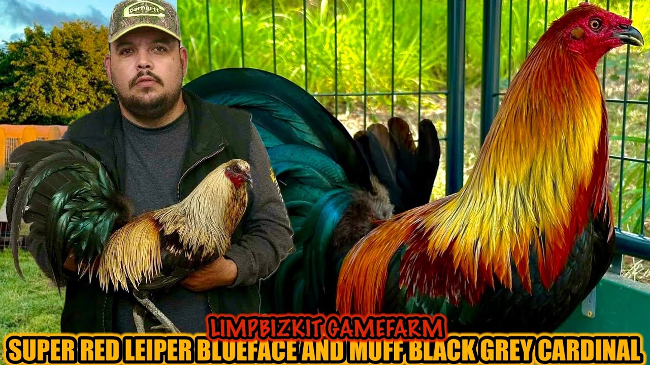 Super Red Leiper Blueface And Muff Black Grey Cardinal ~ LIMPBIZKIT GAMEFARM