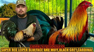 Super Red Leiper Blueface And Muff Black Grey Cardinal ~ LIMPBIZKIT GAMEFARM
