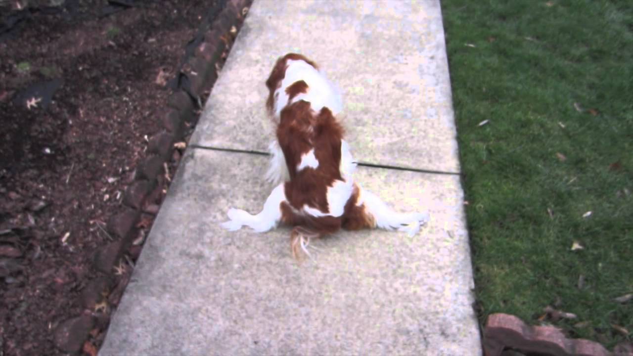degenerative myelopathy cavalier king charles spaniel