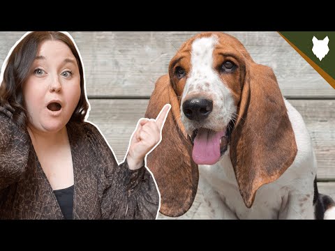 Video: Lucruri pe care trebuie să le cunoașteți înainte de a alege un câine de baste