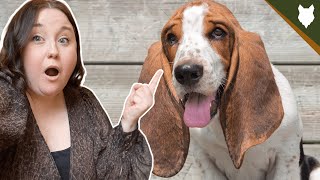 5 Reasons Why YOU SHOULD Get A BASSET HOUND