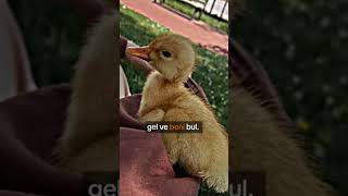 Şfetbeniöneçıkar