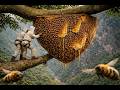 Wild Honey Hunters Climb Dangerous Trees for Massive Beehives