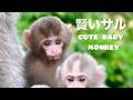 母ザルが小さな子ザルを優しく見守る🐒💖 愛情いっぱいの瞬間