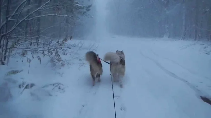 Ruby & Teddy's first "road trip"