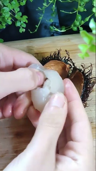 🌳 Rambutan seed 🌱 germination