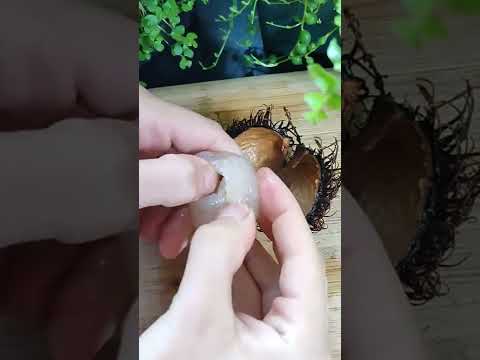 Video: Rambutan toxumları zəhərlidirmi?