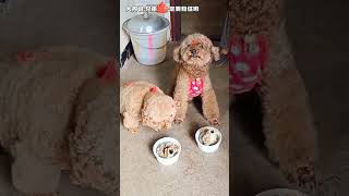 Proving Stereotypes Wrong: How Rural Dogs Can Be Clean and Well-Behaved