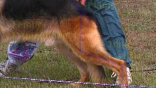 The German Shepherd Dog the German Way 1 Gait and Locomotion