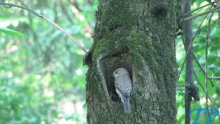 Серая мухоловка.  Кормление птенцов/ Spotted flycatcher.  Feeding of chicks. (Muscicapa striata)