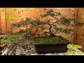 樹齢50年の元庭木のコメツツジの盆栽作り^ - ^How to create a azalea  bonsai
