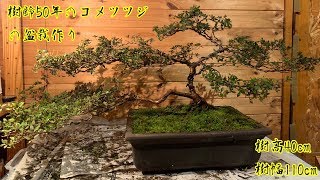 樹齢50年の元庭木のコメツツジの盆栽作り^ - ^How to create a azalea  bonsai