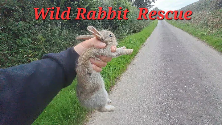 Video 3105781: cornish, cat rescue, wild cat