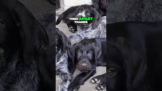 German Wirehaired Pointer vs German Shorthaired Pointer
