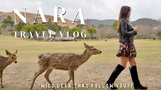Living in Japan I Exploring Nara's MUST SEE spots & feeding wild deer  a true Japanese experience