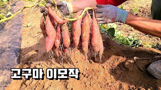 7월5일에 심은 고구마를 캐보았는데, 엄청 많이 달렸습니다 by 두메산골 Rural Life in Korea 4,657 views 7 months ago 8 minutes, 14 seconds