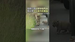 獅媽媽引領小獅子過馬路，竟出現令人意外的畫面! #寵物 #動物 #可愛 #Shorts