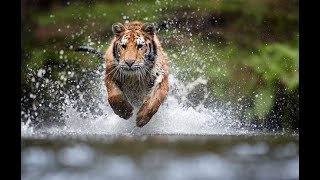 Why Tigers have stripes?