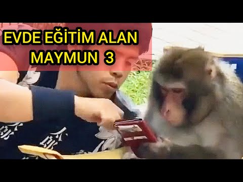 ÖĞRETMEN VS SAPLAMA CESİM #3 (Antep Dublaj)