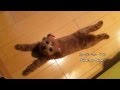 スーパーマン!?　プードル犬　　Superman Dog
