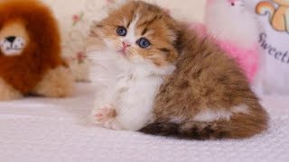 cute cat and kitten 🥰 @cute-kitten-family  #cat #catvideo #video