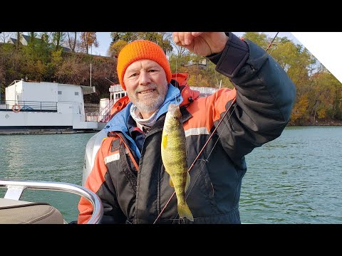 Perch fishing with live minnows and the T-Turn Bait Rig 