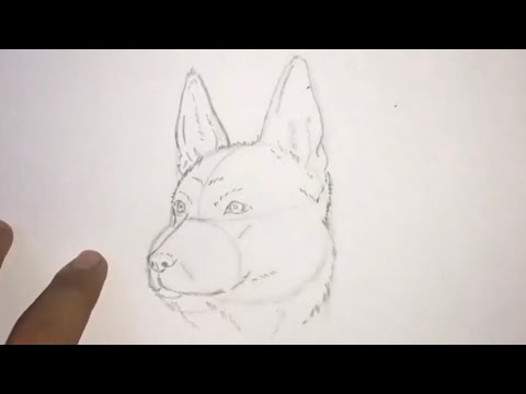 تحميل كيفية رسم كلب بالرصاص mp4 - mp3